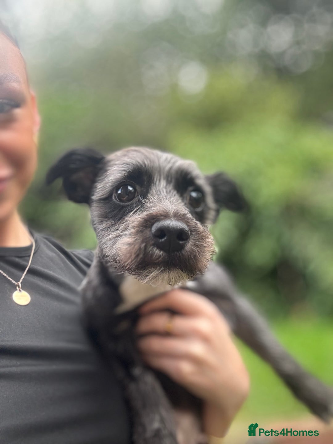 Mixed Breed dogs for stud: Looking for male stud  - Image 2
