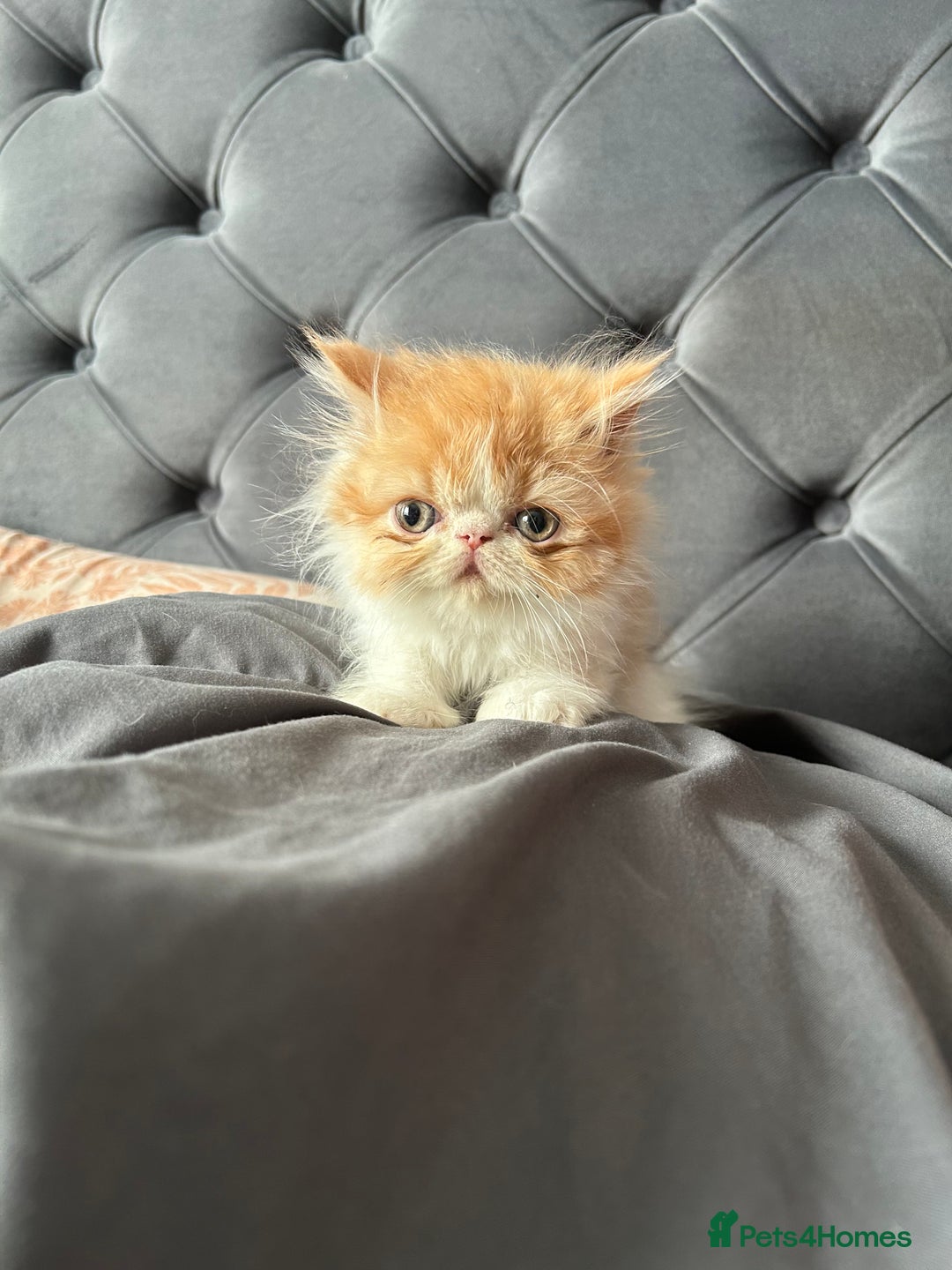 Persian cats for sale: Perfect pure breed Persian kitten 1 left reduced - Image 7