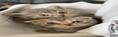 Scottish Fold 1