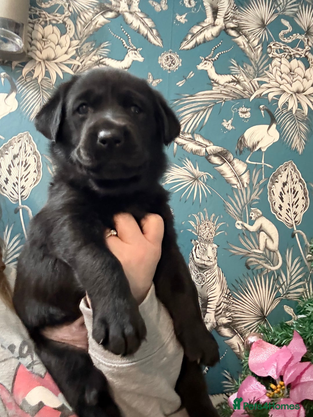 Labrador Retriever dogs for sale: Gorgeous pup - Advert 5