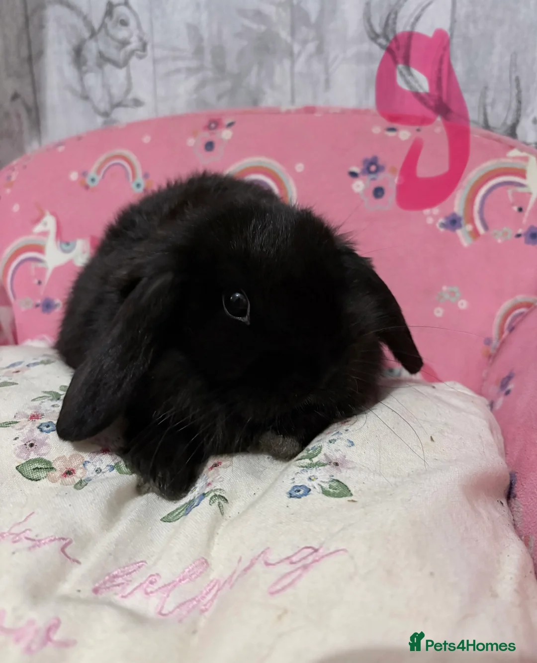 Mini Lop rabbits for sale: Mini lop babies 🐰  - Advert 10