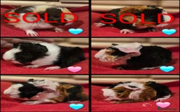 Guinea Pig rodents for sale: Beautiful longhaired guinea pigs- boys and girls - Image 1