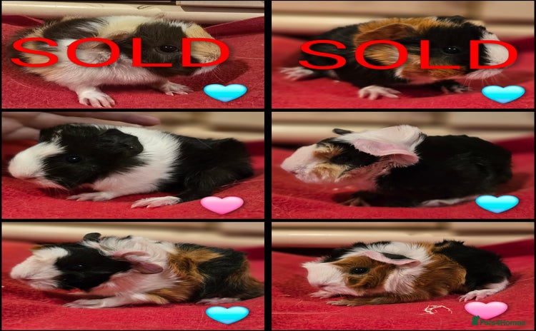 Guinea Pig rodents - Advert 1