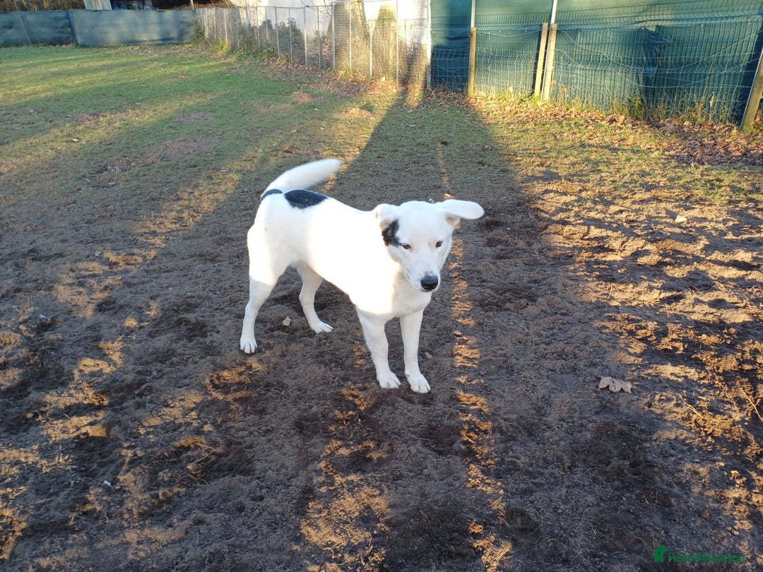 Mixed Breed dogs for adoption: 🌸 MEET BIANCA - a Gentle Girl for a Loving Family - Advert 19