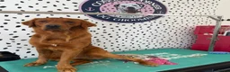 Golden Retriever dogs for stud: Fox red golden retriever to stud out  - Advert 1