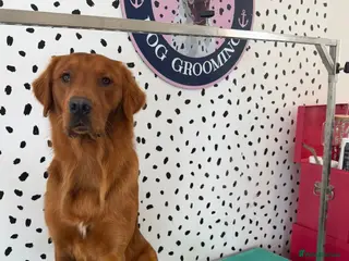 Golden Retriever dogs Fox red golden retriever to stud out - Advert 6