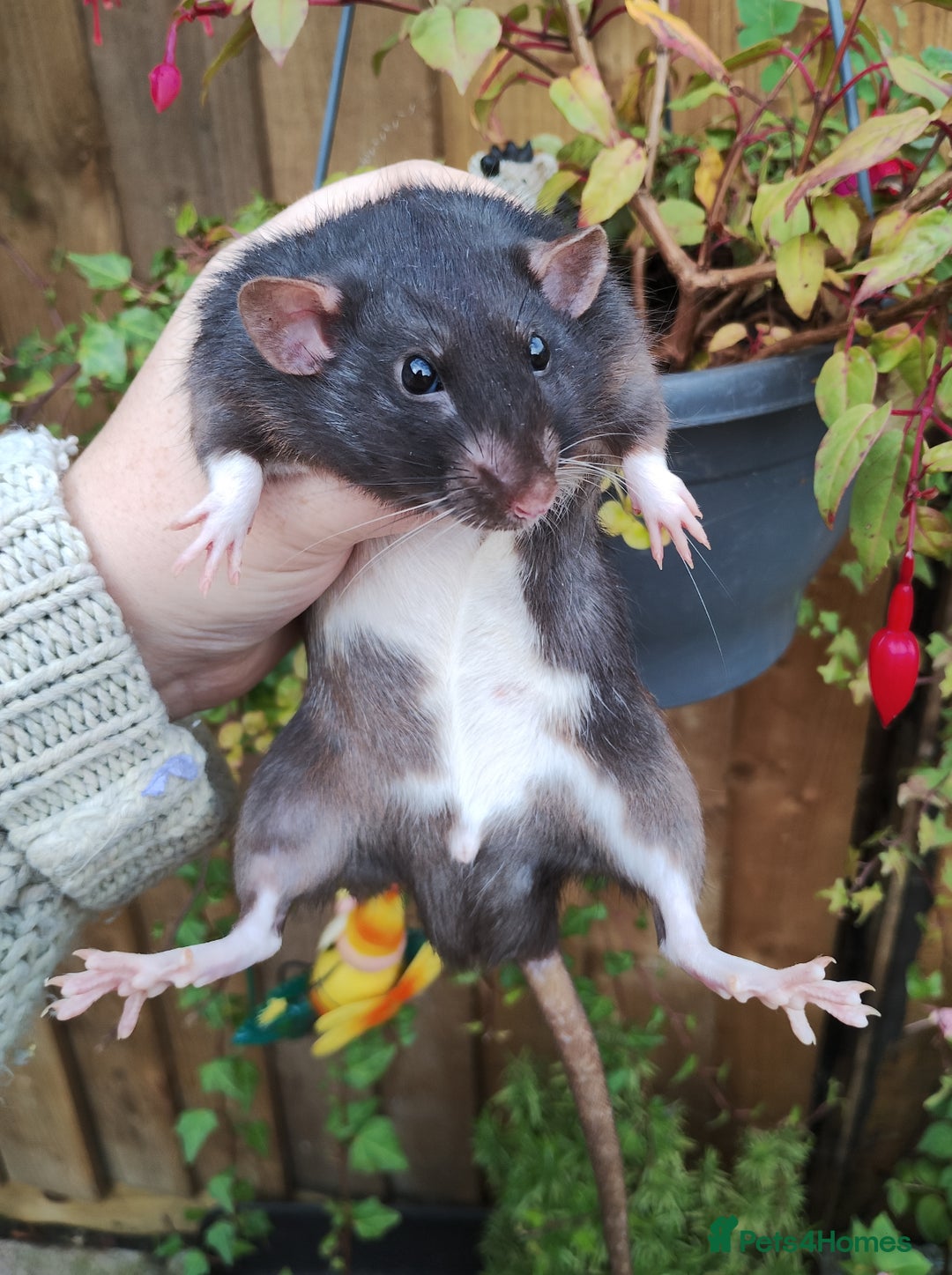 Rat rodents for sale: Male and female rats looking for new homes  - Image 10