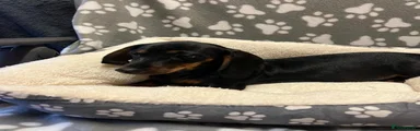 Miniature Dachshund 1