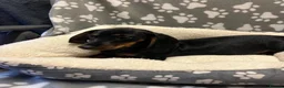 Miniature Dachshund dogs for sale: Beautiful miniature Dachshund puppies  - Advert 3