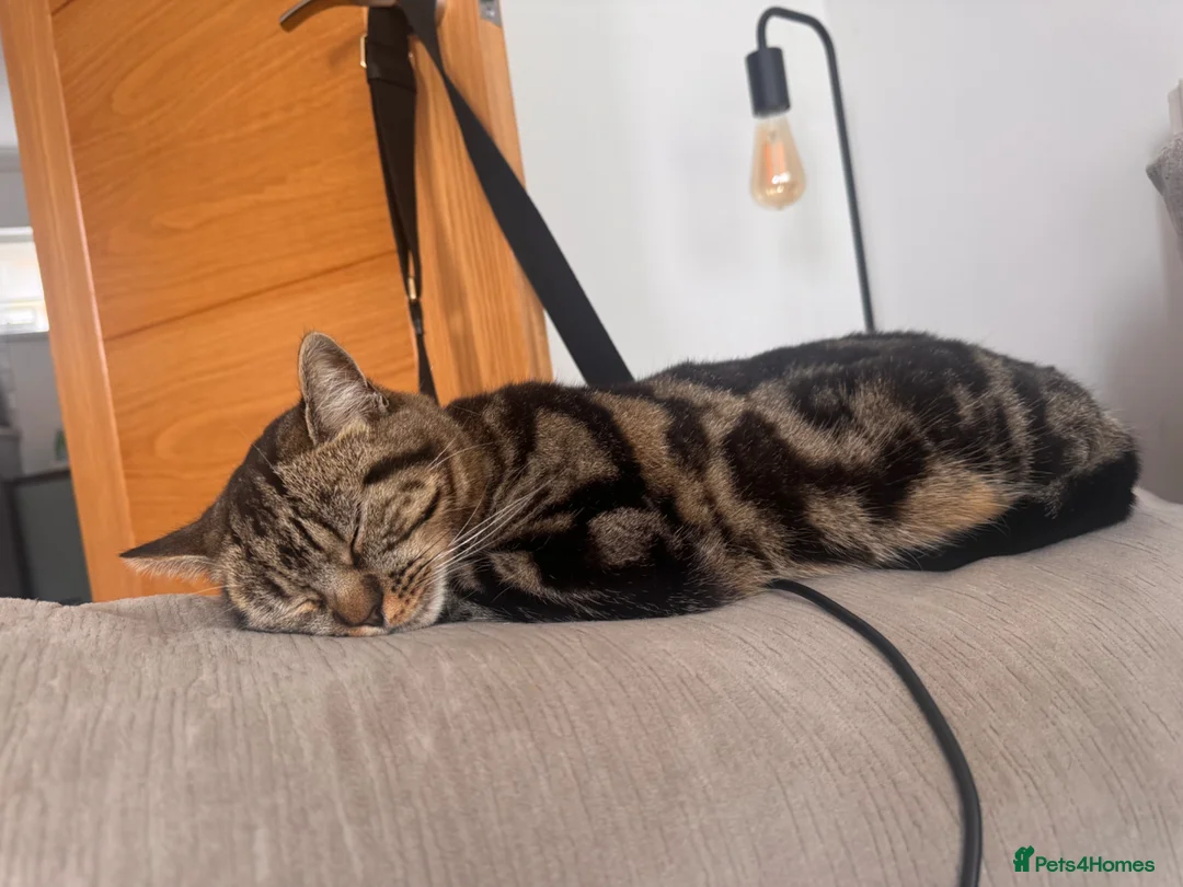 British Shorthair cats for sale: Beautiful half bengal girl  in High Wycombe - Advert 2