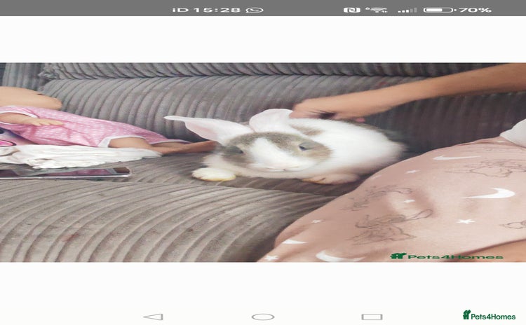 Flemish rabbits - Advert 13