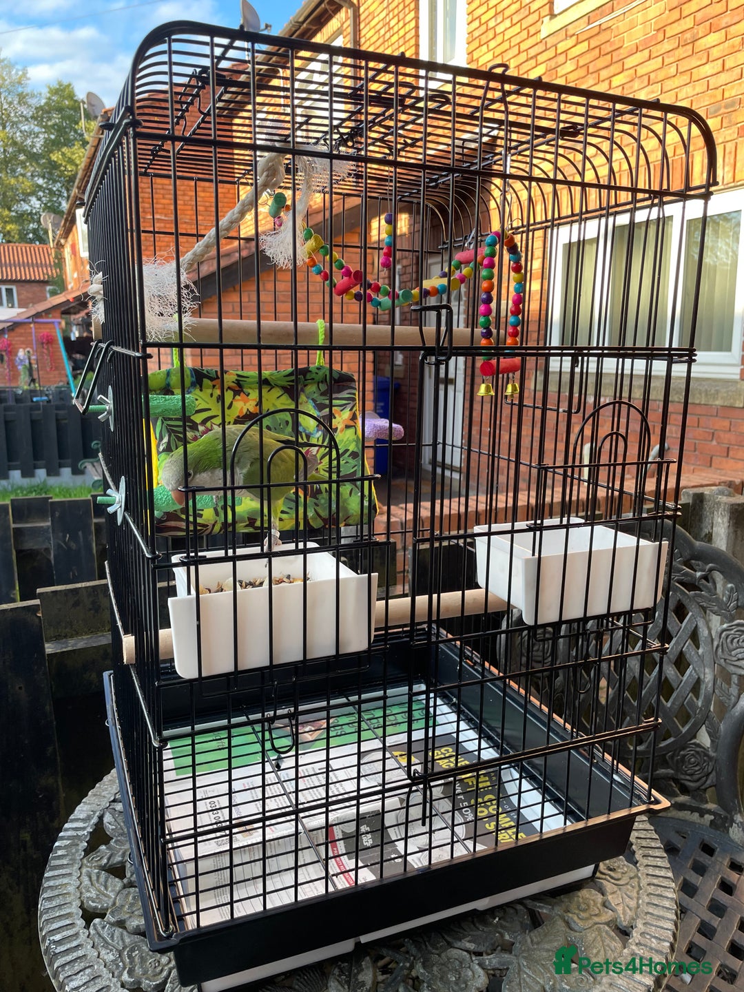 Parrots birds for sale: Male green Quaker parrot  - Image 6