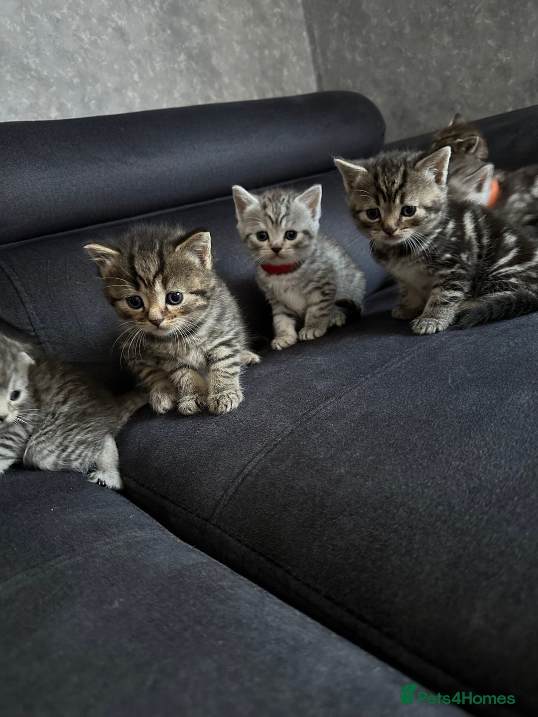 Scottish Fold cats for sale: Scottish fold/straight - Image 11