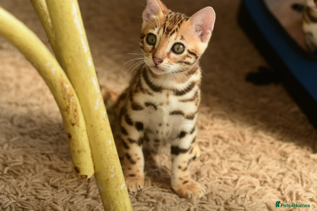 Bengal cats for sale: Show quality Bengal kittens available  - Image 12