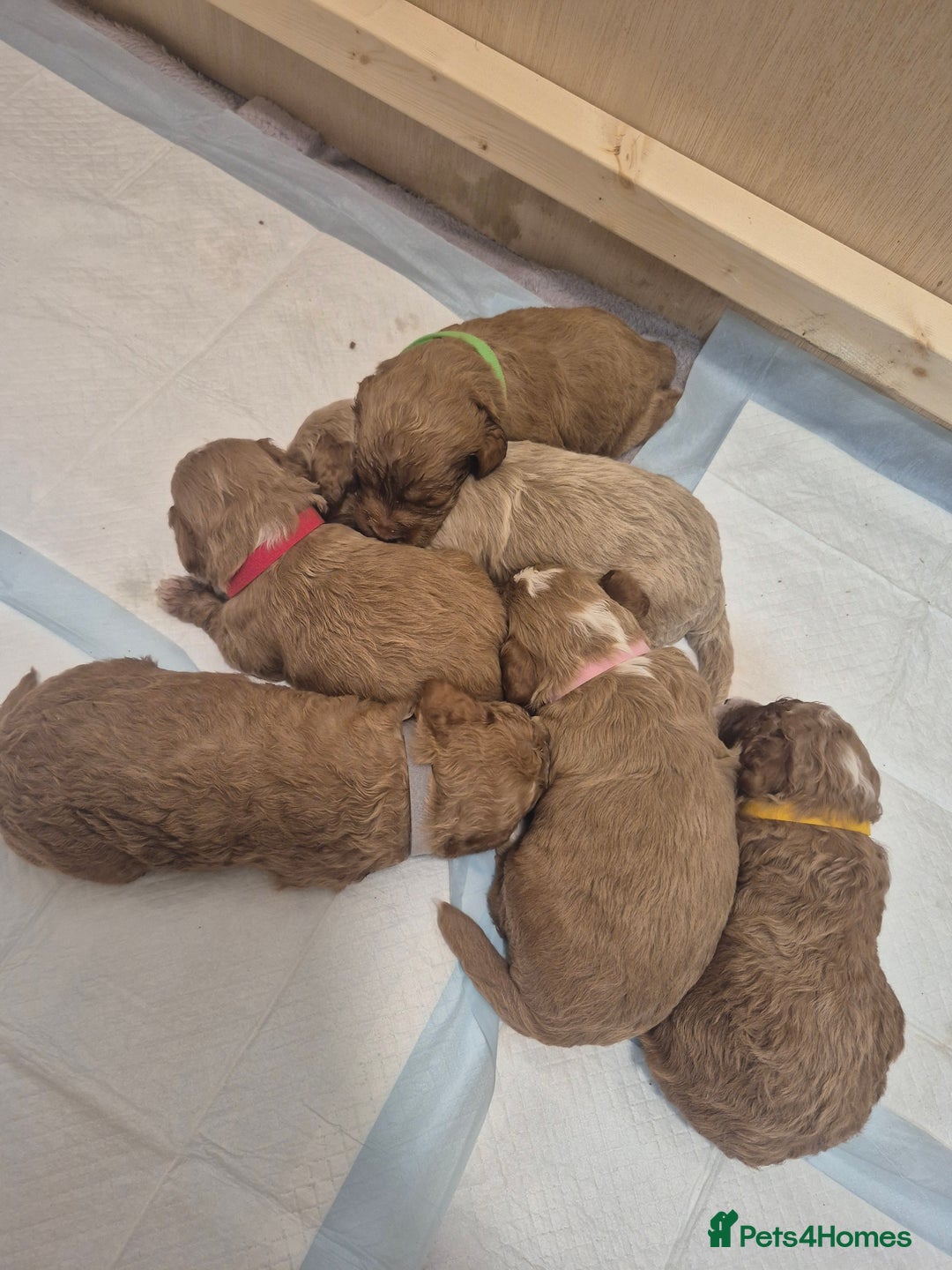 Cockapoo dogs for sale: F1B cockapoo puppies  - Advert 2
