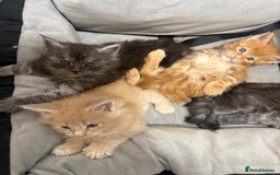 Maine Coon cats for sale: Beautiful main coon kittens for sale  - Advert 7