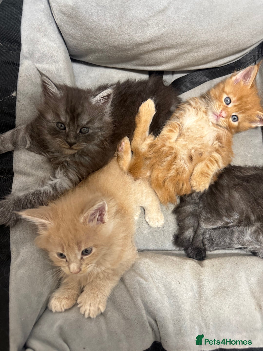 Maine Coon cats for sale: Beautiful main coon kittens for sale  - Advert 7