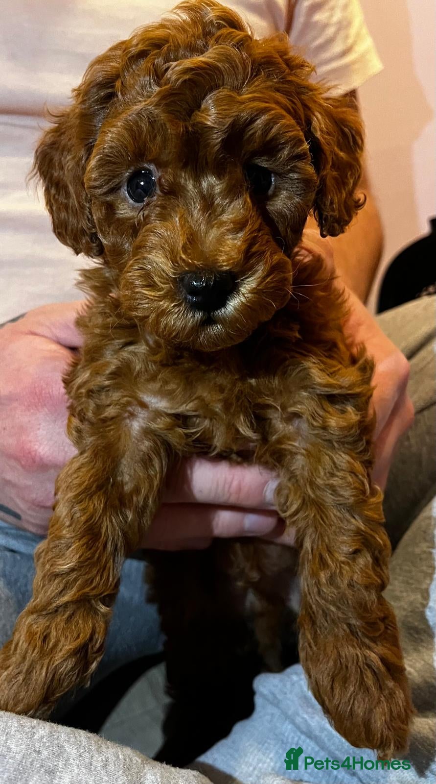 Toy Poodle dogs Only 1 boy left - KC Registered Toy Poodle Puppies - Advert 15