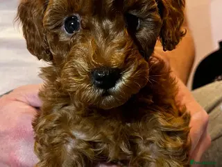 Toy Poodle dogs Only 1 boy left - KC Registered Toy Poodle Puppies - Advert 15