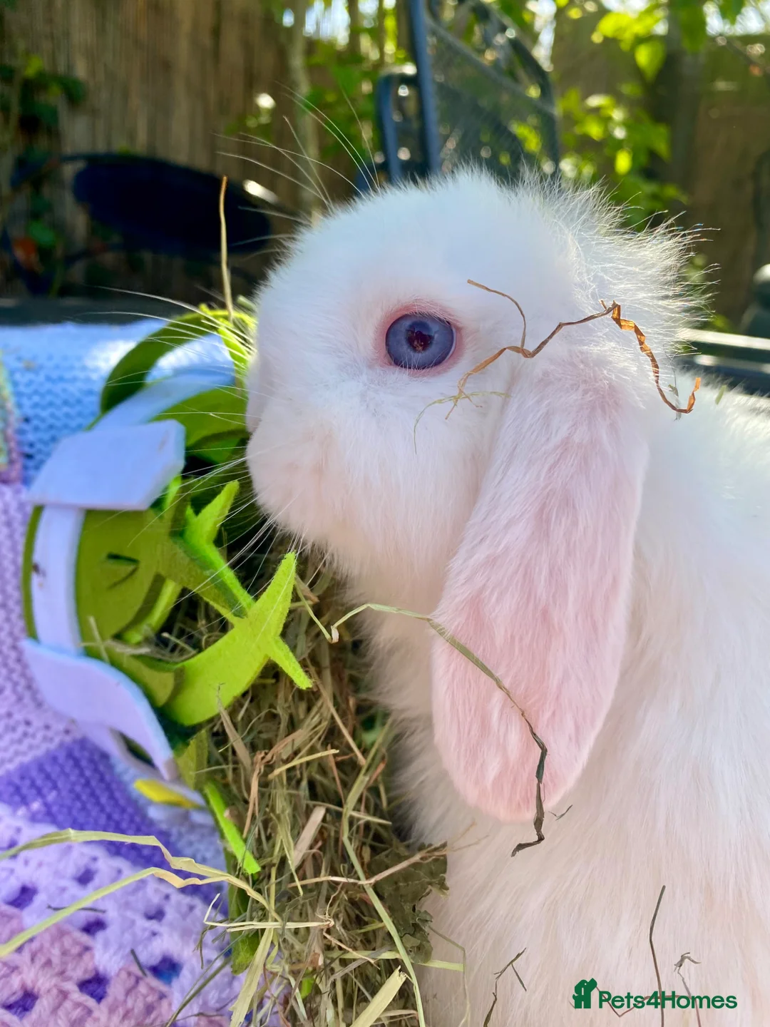 Mini Lop rabbits for sale: Pure bred mini lops - Advert 2