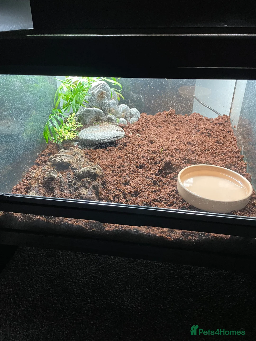 Frog reptiles for sale: Chubby frogs  in Dunfermline - Advert 4