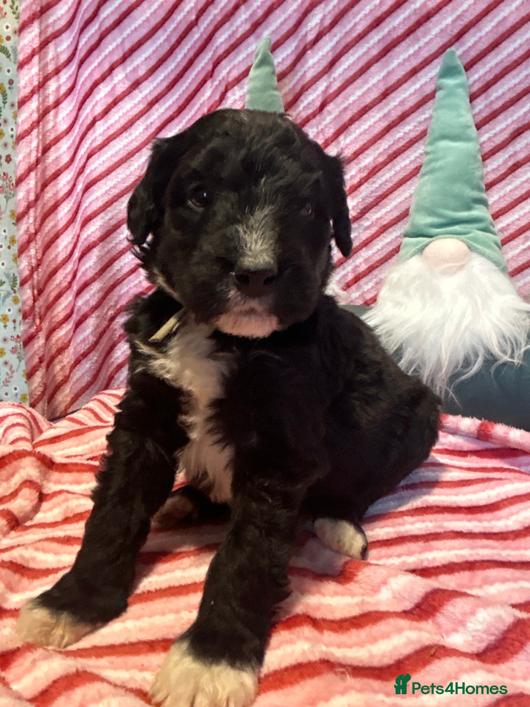 Bernedoodle dogs for sale: F1 standard Bernedoodle puppies. Licensed breeder - Advert 12