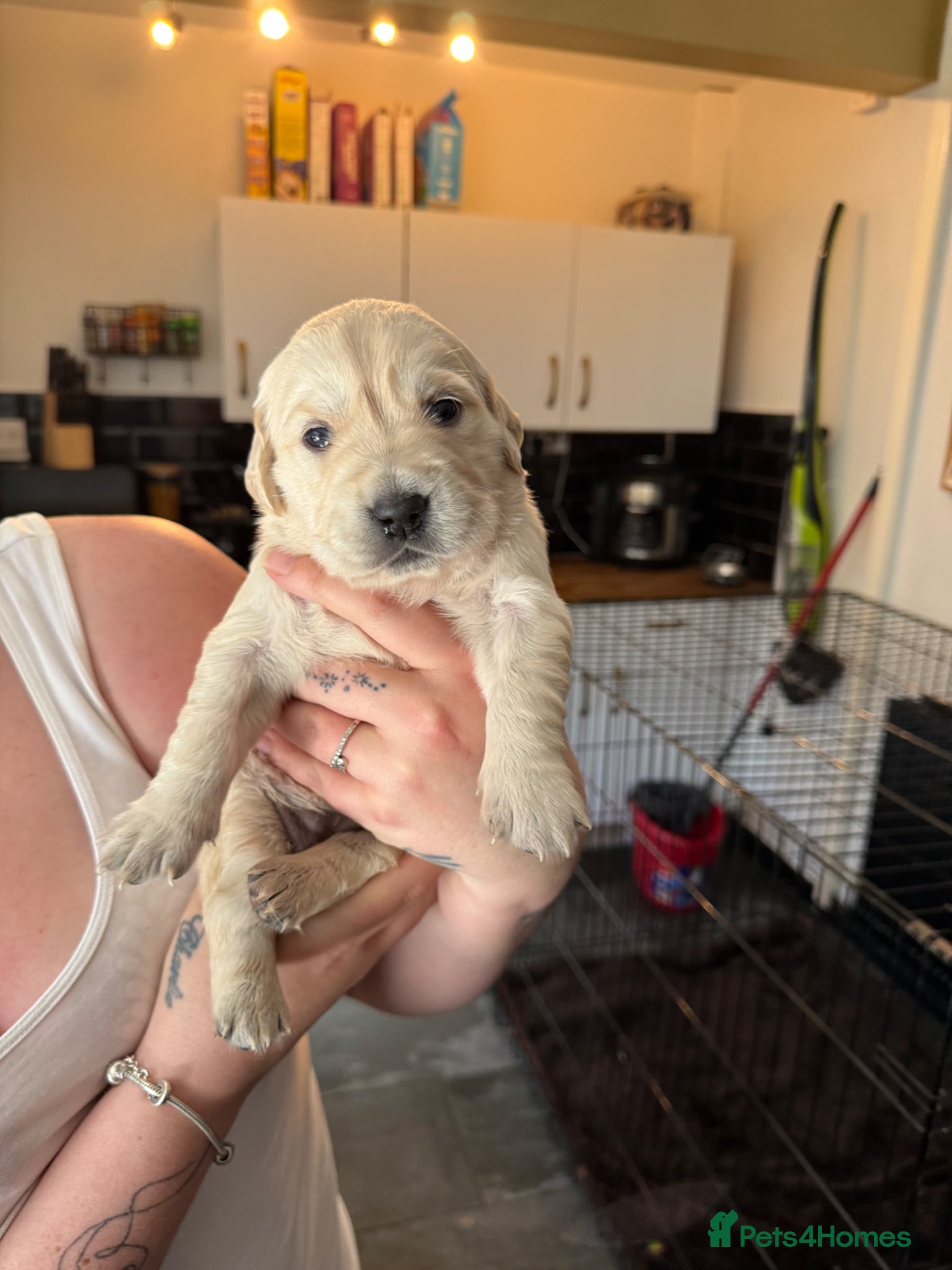 Golden Retriever dogs KC Registered Golden Retriever puppies.  - Advert 2
