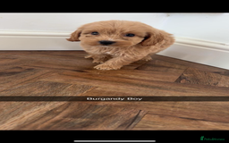 Cockapoo dogs for sale: 8 golden cockerpoos babies !!! - Image 2