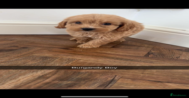Cockapoo dogs - Advert 6