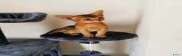 Abyssinian cats for sale: Beautiful Abyssinian Kitten ready for reservation  - Advert 20