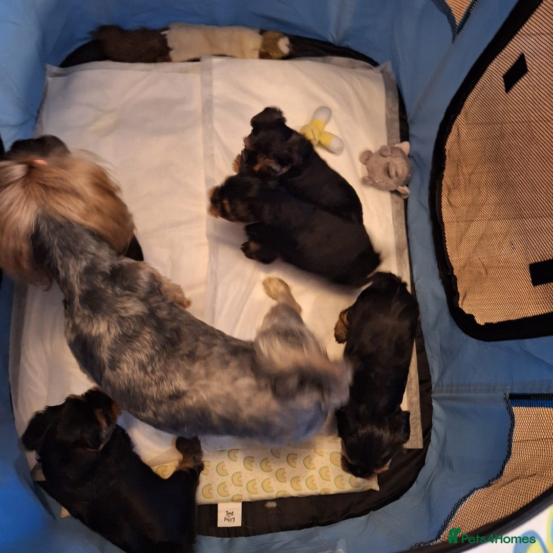 Yorkshire Terrier dogs for sale: Yorkshire Terrier Puppies – Ready 24 Dec - Image 29