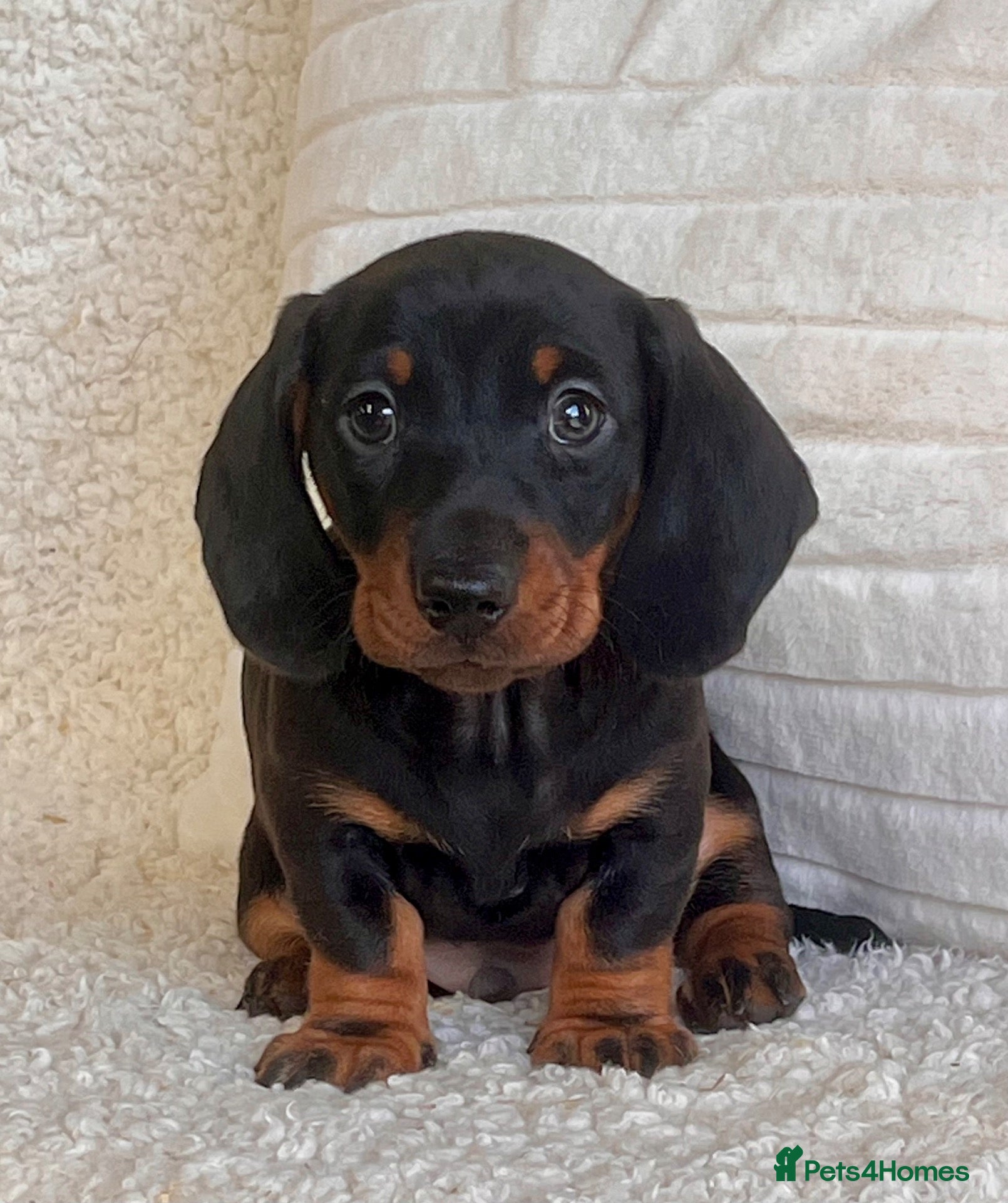 Dachshund dogs Gorgeous miniature dachshund puppy  - Advert 1