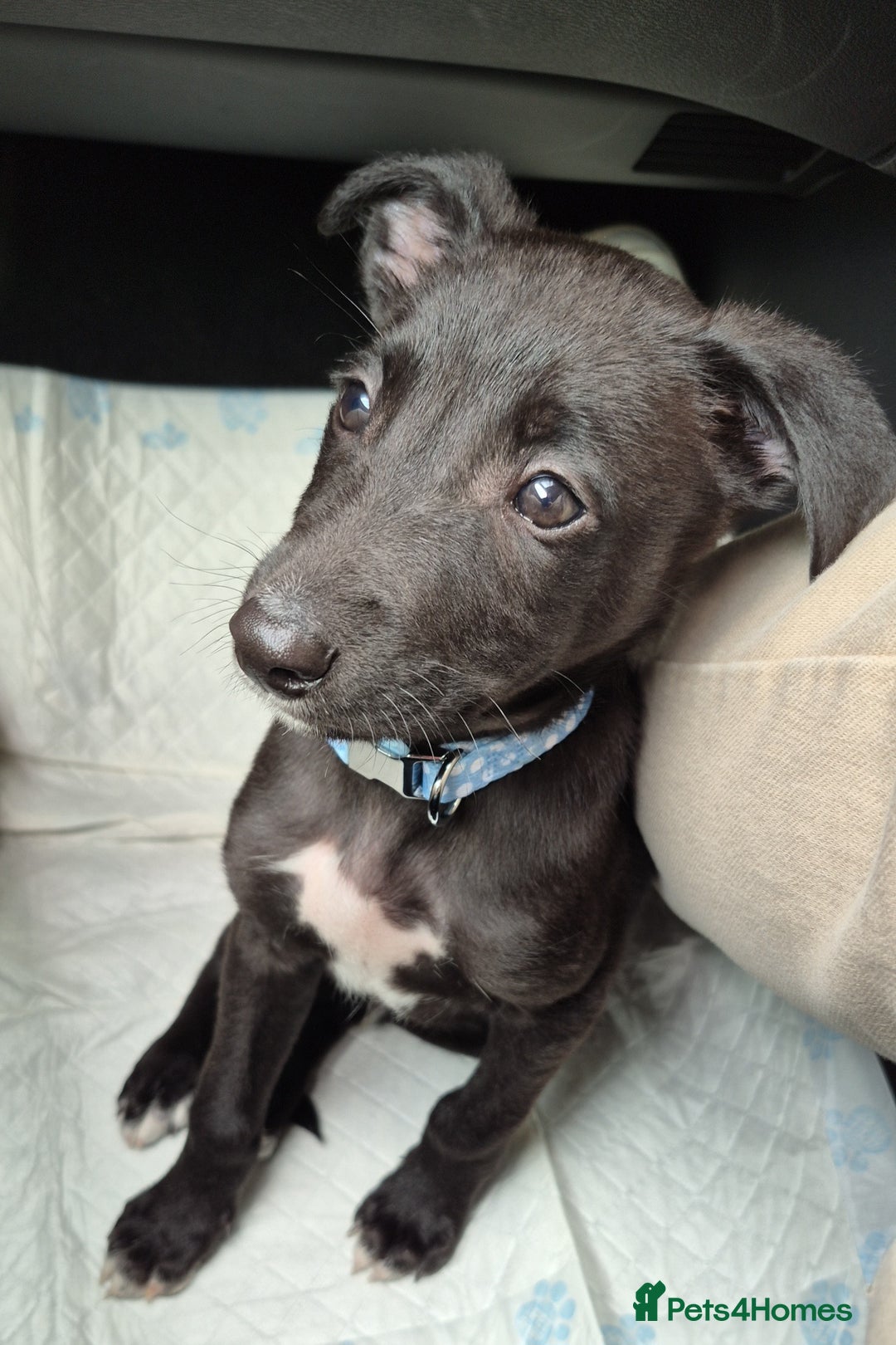 Mixed Breed dogs for sale: Mixed breed collie x whippet  - Image 1
