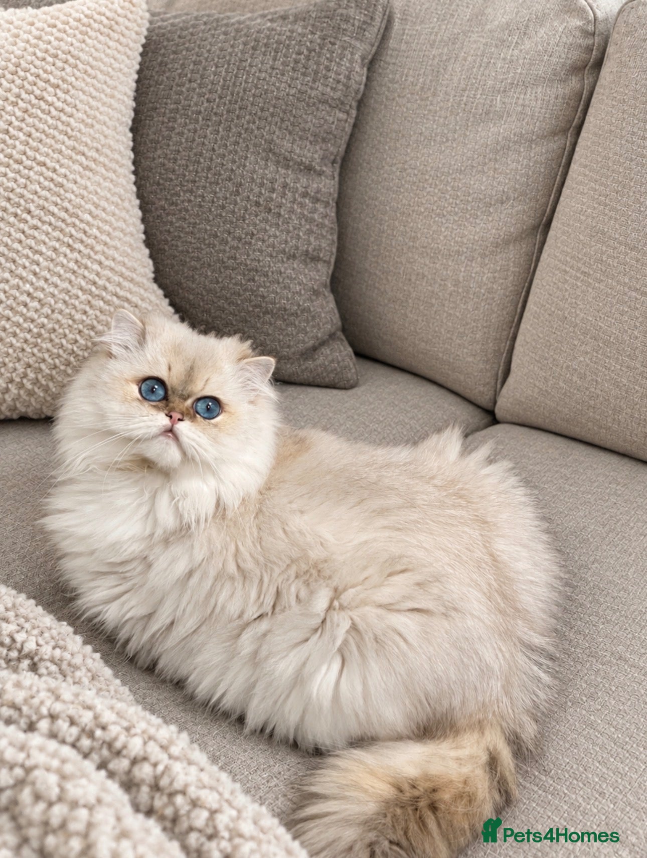 British Longhair cats Golden Point British Longhair Stud(Limited Time!) - Advert 13