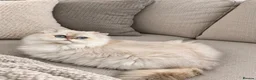 British Longhair cats for stud: Golden Point British Longhair Stud(Limited Time!) - Advert 1
