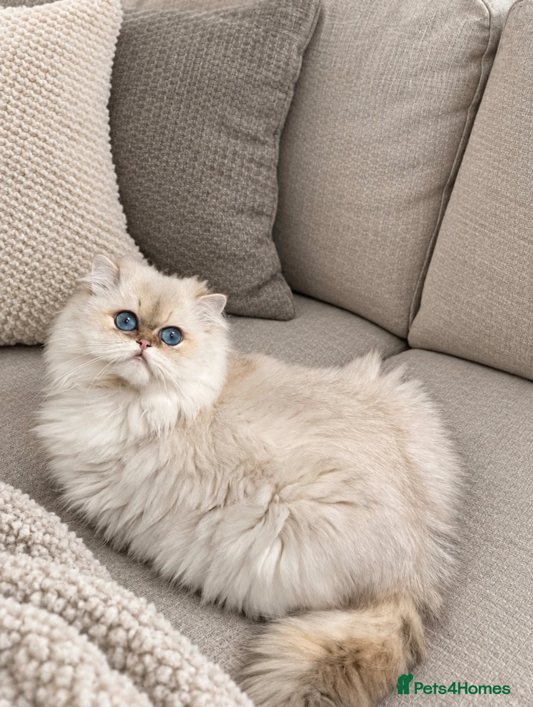 British Longhair cats for stud: Golden Point British Longhair Stud(Limited Time!) - Advert 1