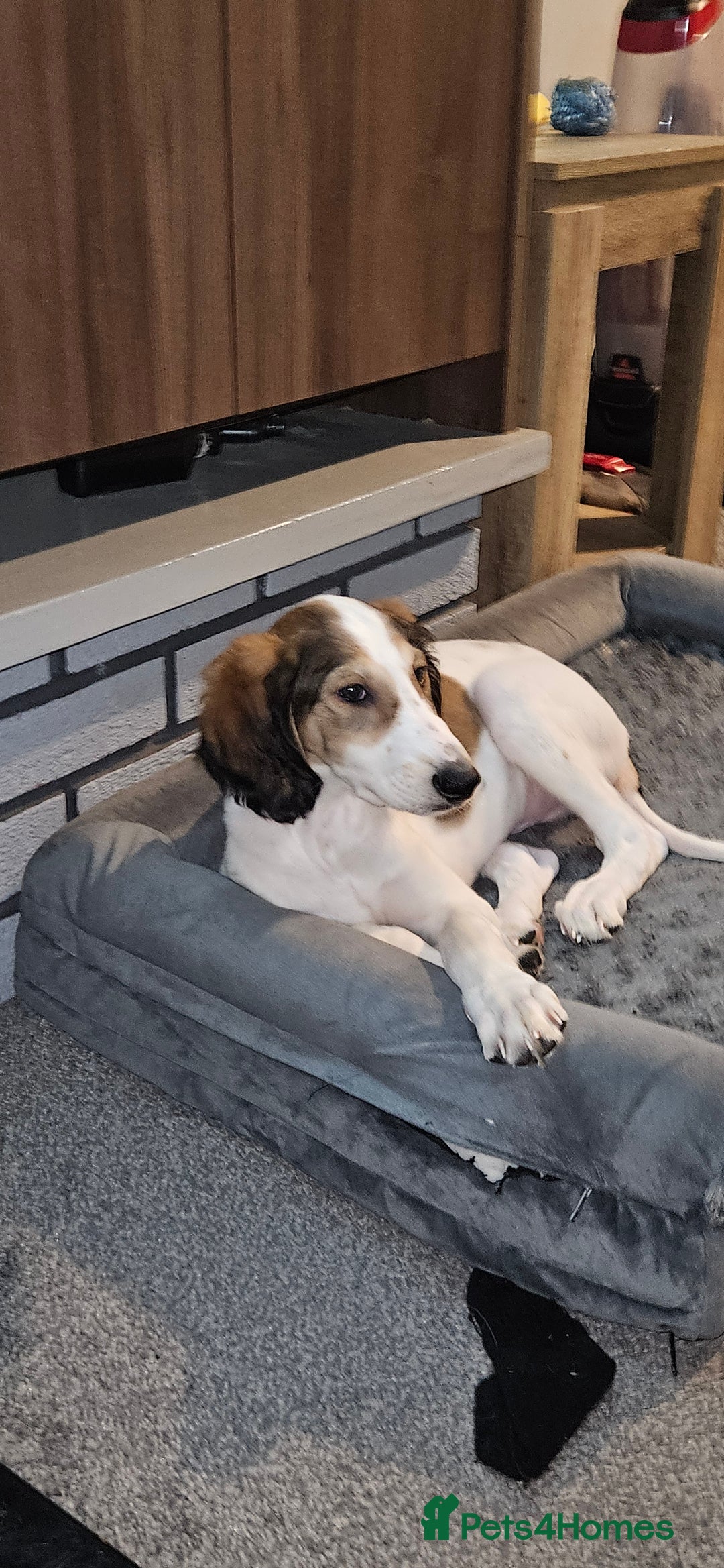 Saluki dogs for sale: Reduced registered saluki pup - Advert 7
