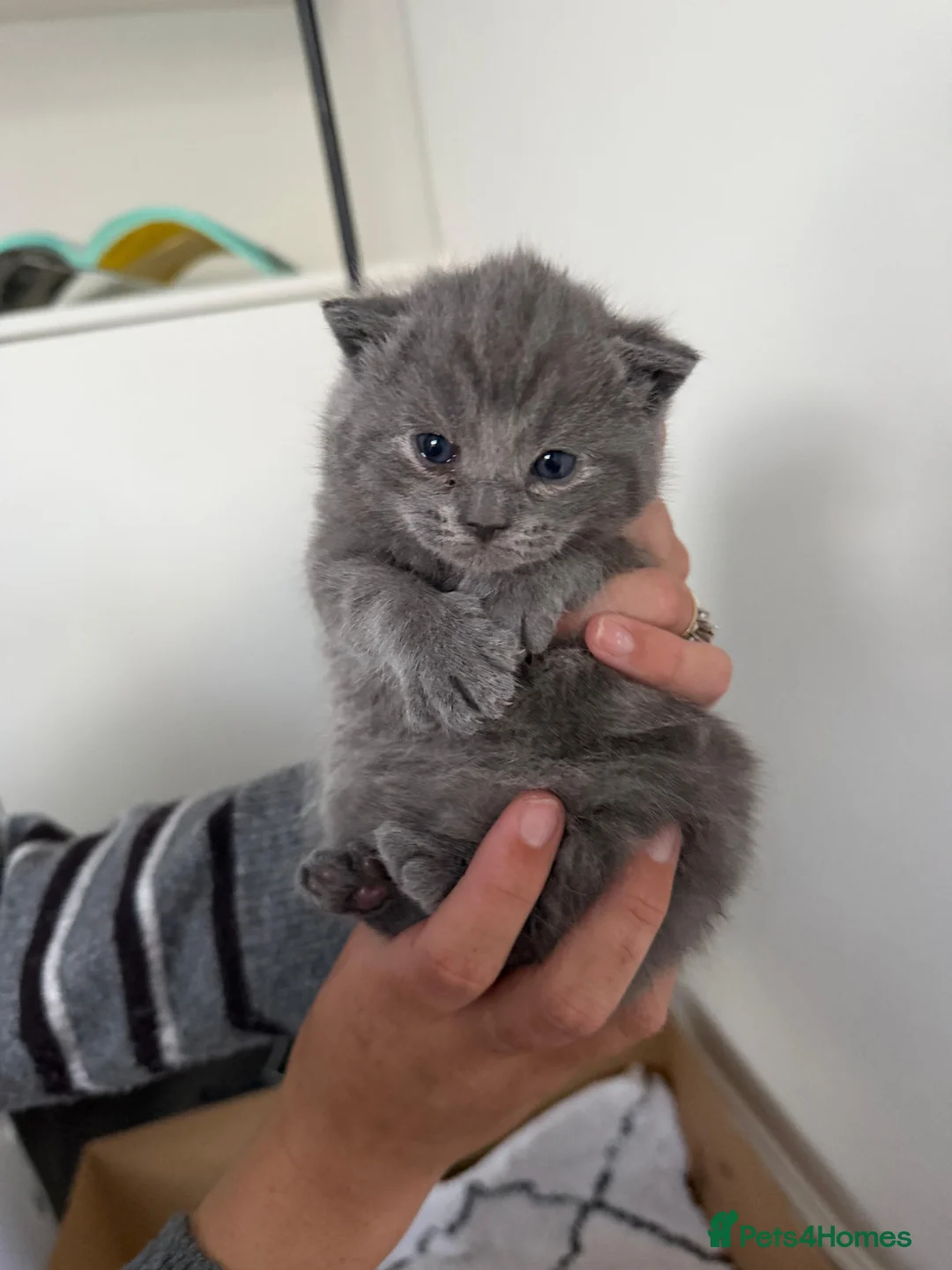 British Shorthair cats for sale: My Likac British Shorthair Queen has had 2 kittens in Worthing - Advert 1