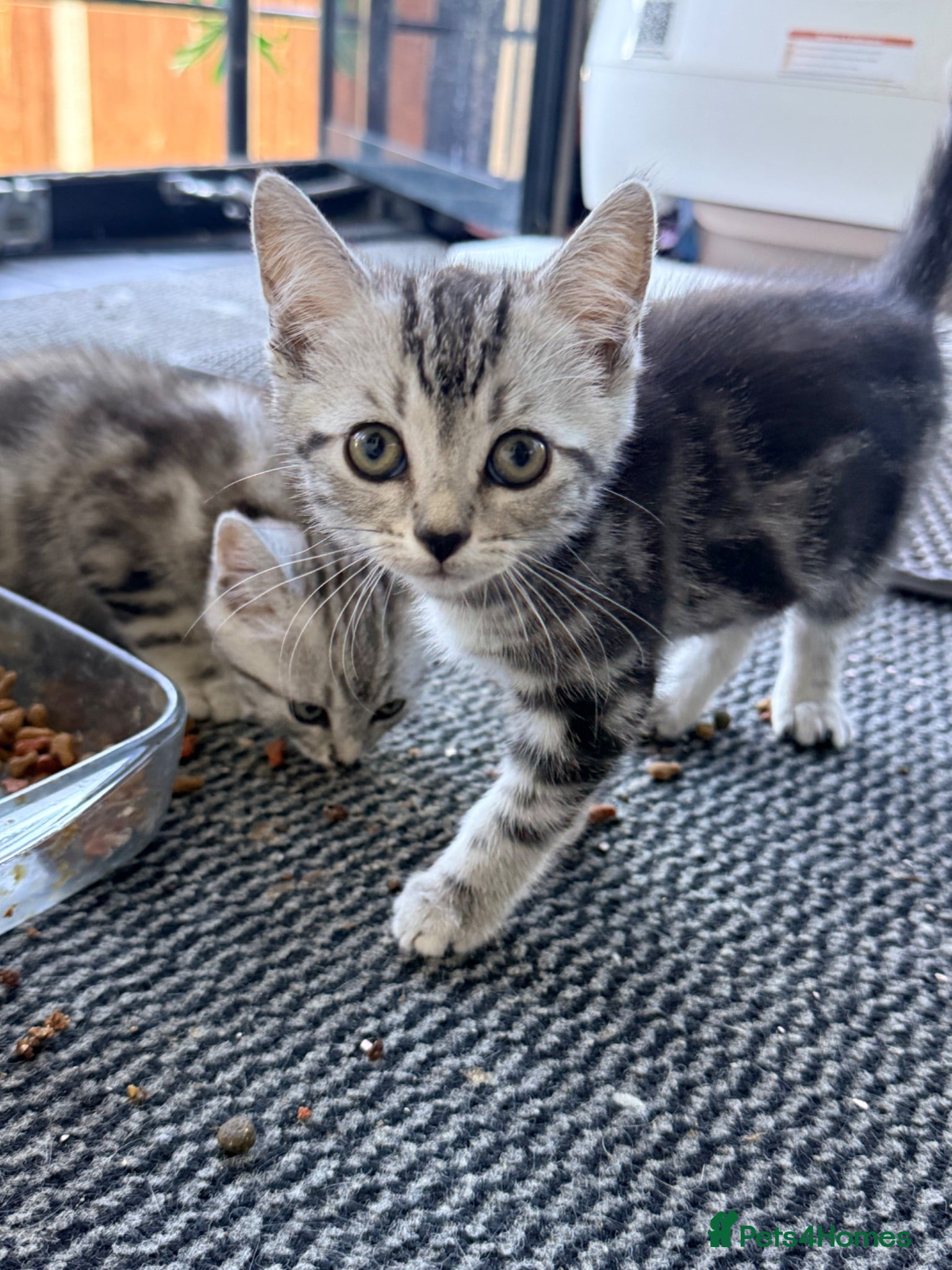 Mixed Breed cats Beautiful Playful Kittens –Ready for Loving Homes  - Advert 1