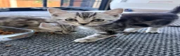 Mixed Breed cats for sale: Beautiful Playful Kittens –Ready for Loving Homes  - Advert 1