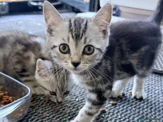 Mixed Breed cats Beautiful Playful Kittens –Ready for Loving Homes - Advert 1