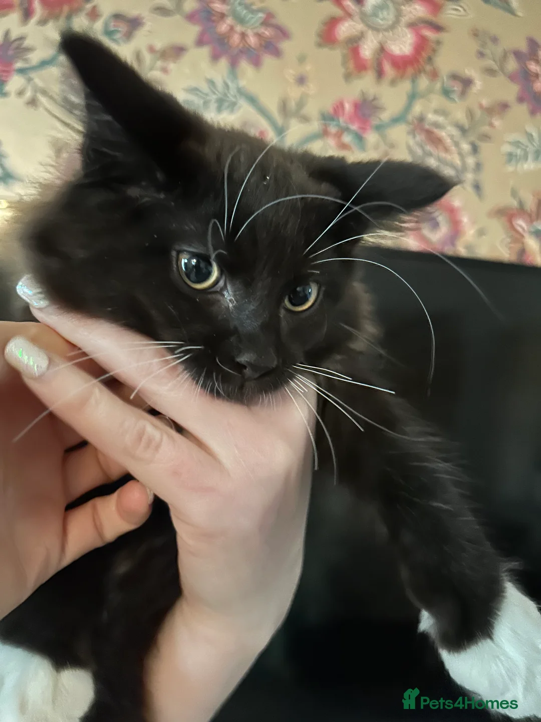 Maine Coon cats for sale: Maine coon cross - Advert 4