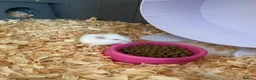 Hamster rodents for sale: Donate Hamster, Looking for a new home in Telford - Advert 5