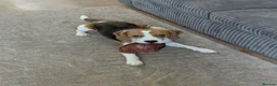 Beagle dogs for stud: Baxter - 2 Year Old Beagle for Stud - Advert 16