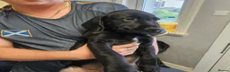 Springador dogs for sale: 🌟 3 Stunning Springador boys 🌟 - Advert 3
