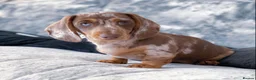 Miniature Dachshund dogs for stud: Award-winning breeder-KC Choc & Tan Dapple  - Advert 6