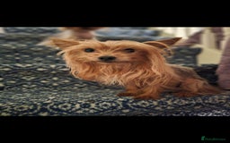 Yorkshire Terrier dogs for sale: Yorkie puppies  - Image 1