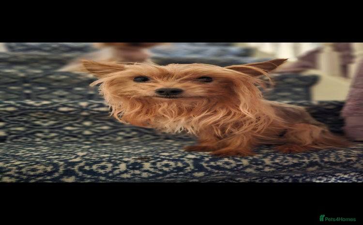 Yorkshire Terrier dogs - Advert 2