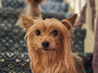 Yorkshire Terrier dogs for sale - Advert 1