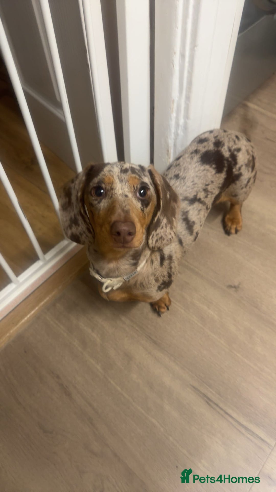 Miniature Dachshund dogs for sale: beautiful dapple miniature daschund girl🤍  - Advert 4